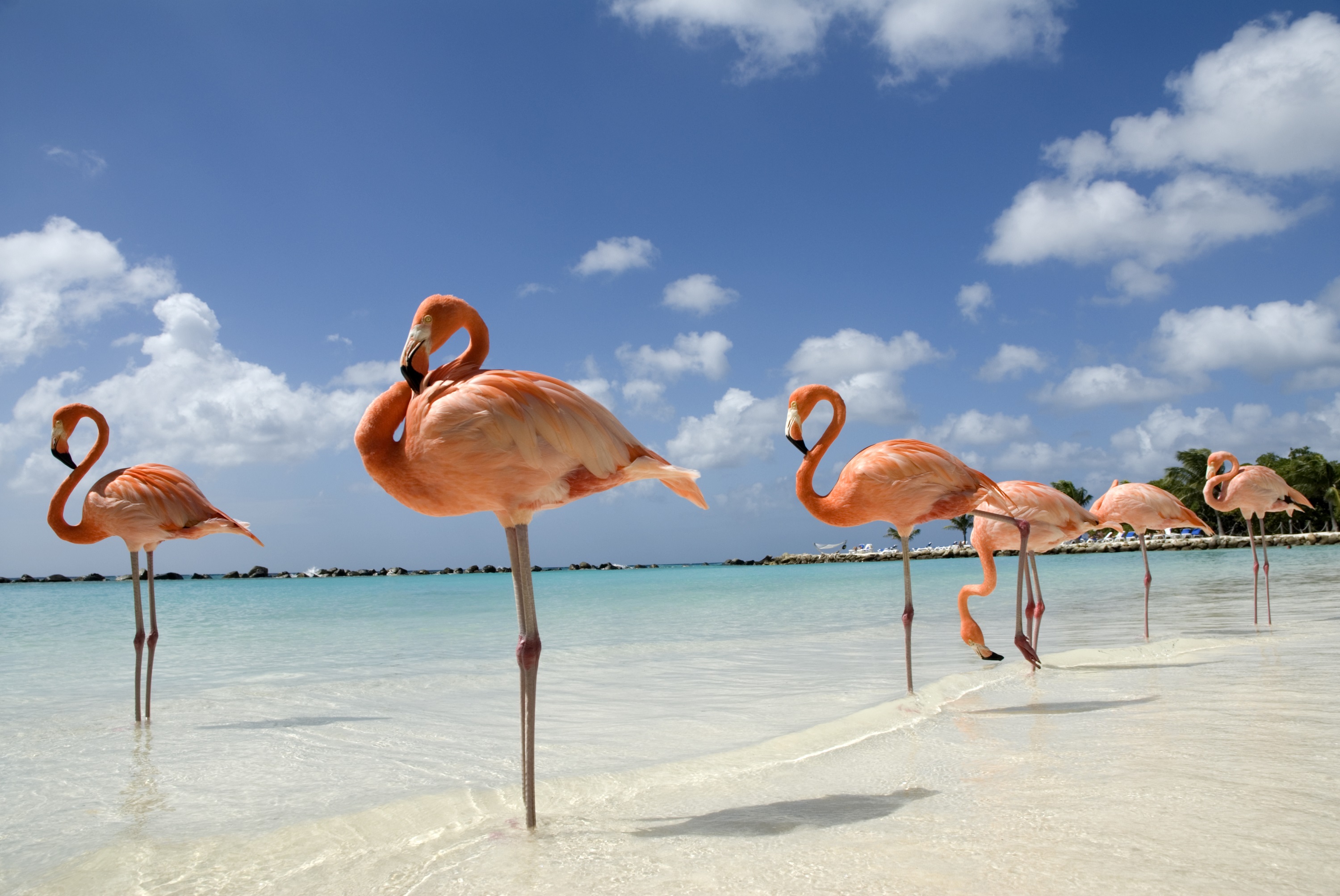 Ofertas de cruceros por Aruba