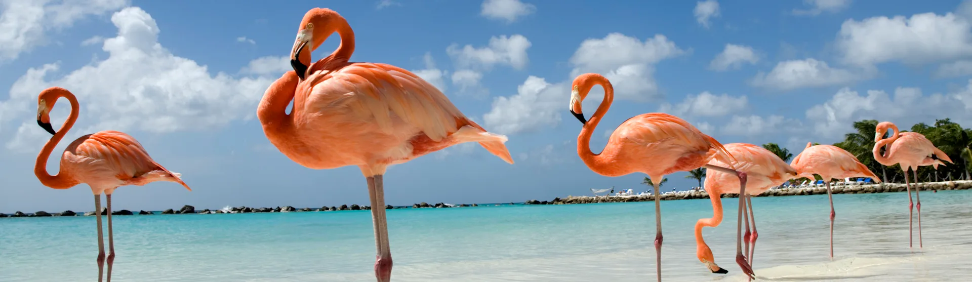 Ofertas de cruceros por Aruba