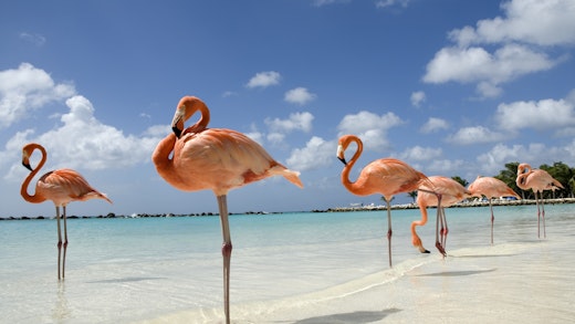 Ofertas de cruceros por Aruba