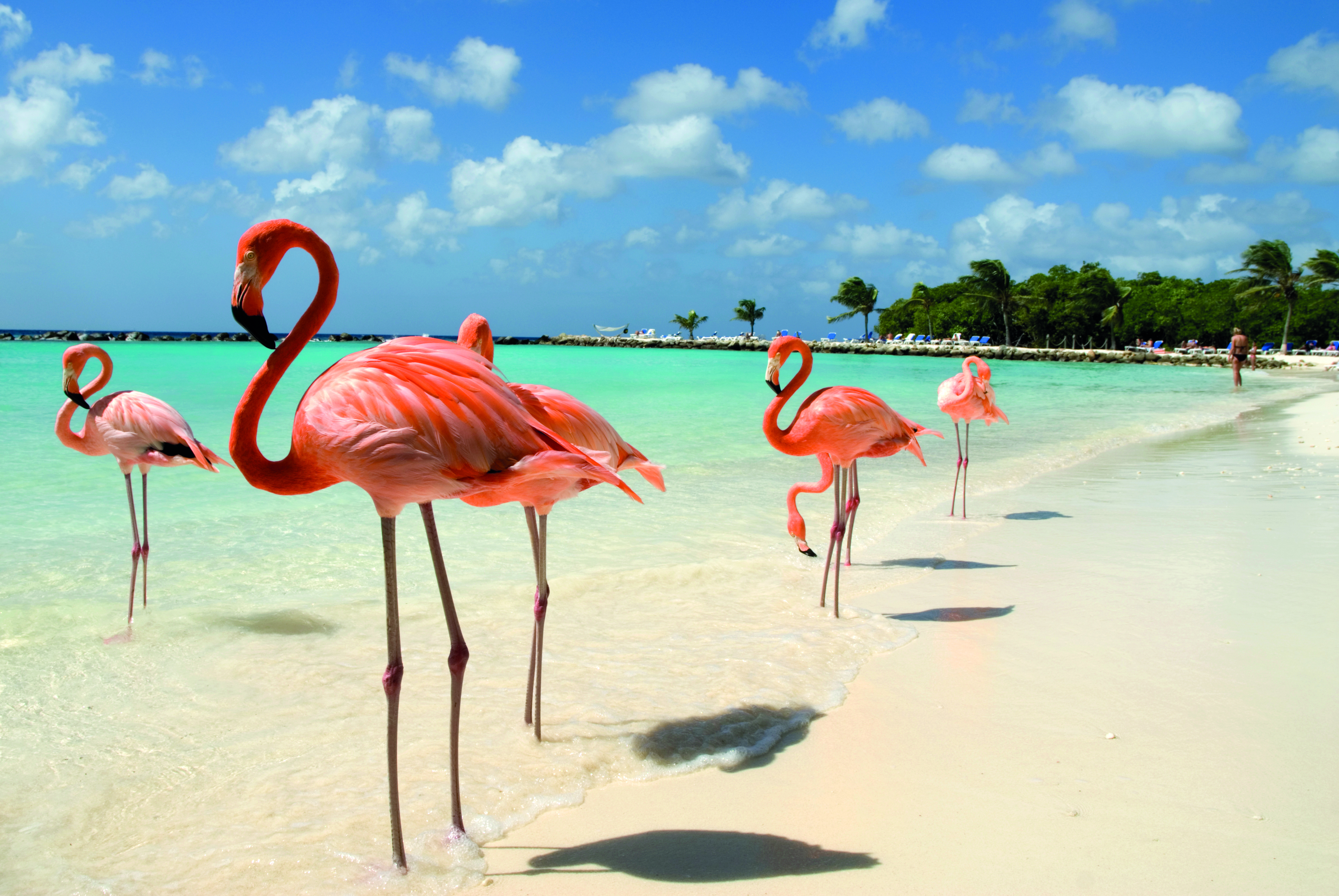 Flamingo en las playas de Aruba