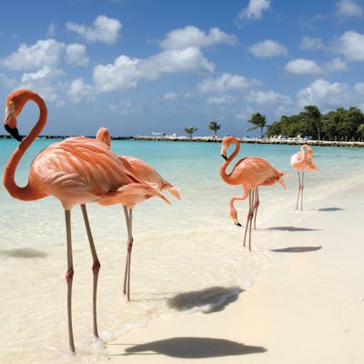 Flamingo en las playas de Aruba