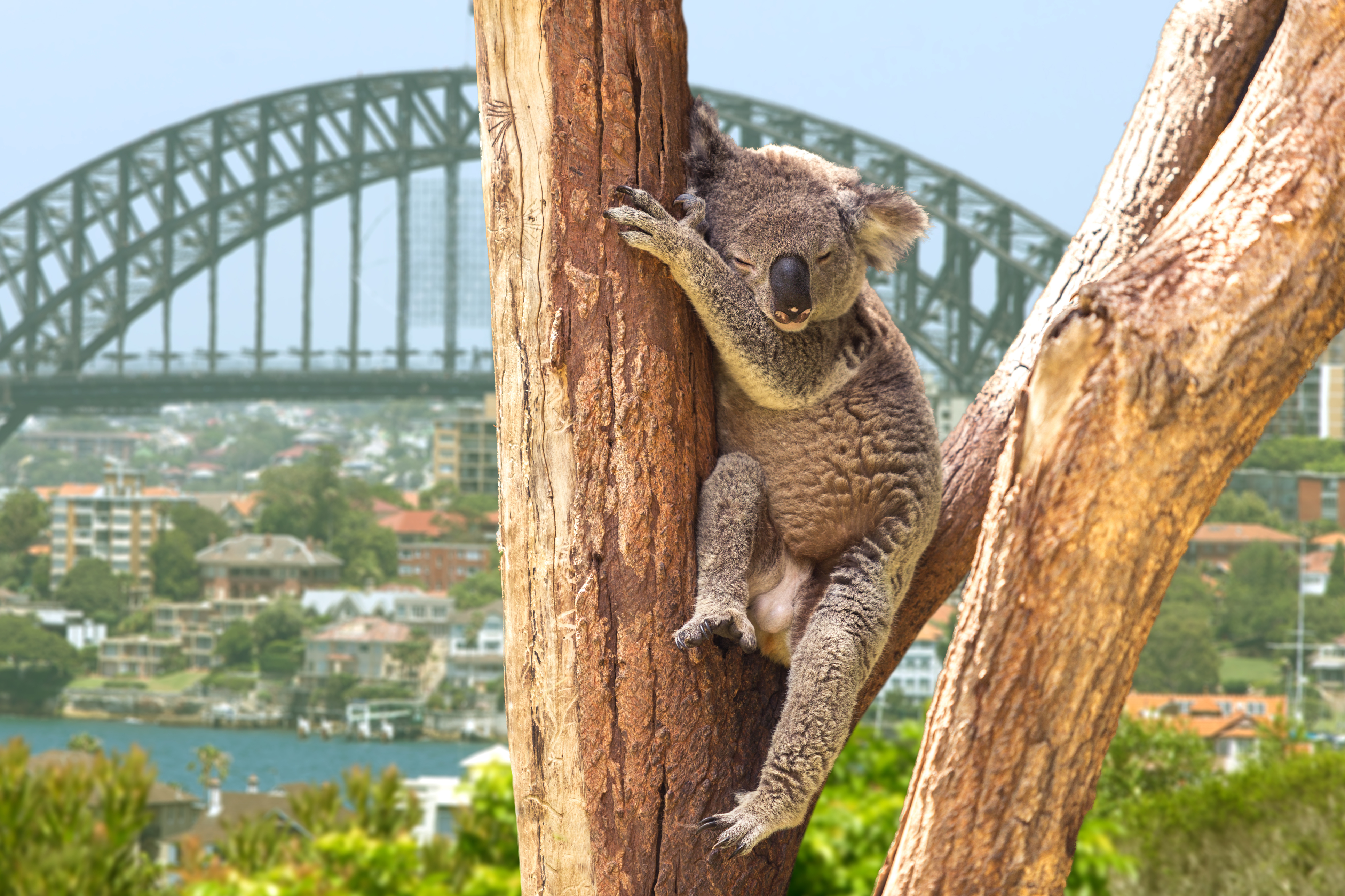 Vista Sidney Australia koala