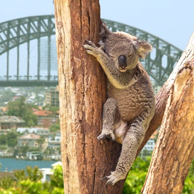Vista Sidney Australia koala