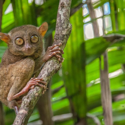 Los monos Tarseros de Filipinas
