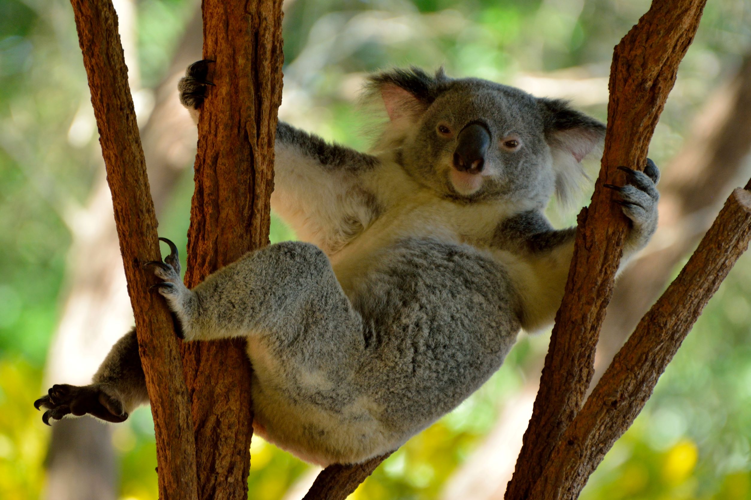 Koala en arbol, paisajes Australia
