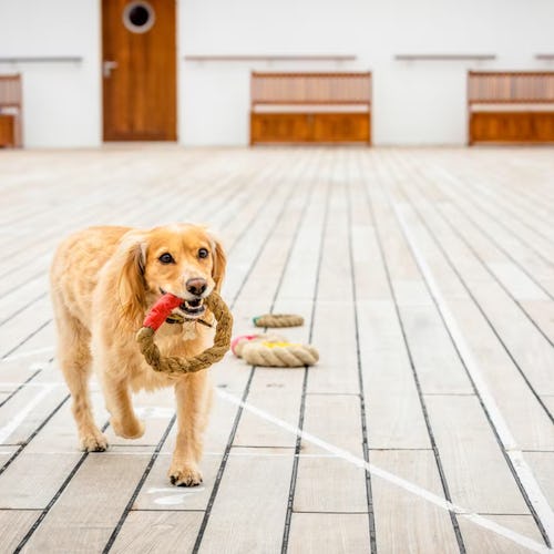 Bueno para los perros