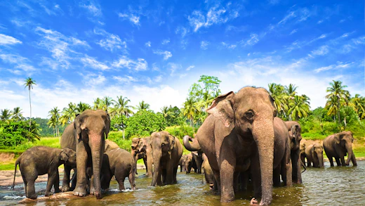 Ofertas de cruceros por Sri Lanka