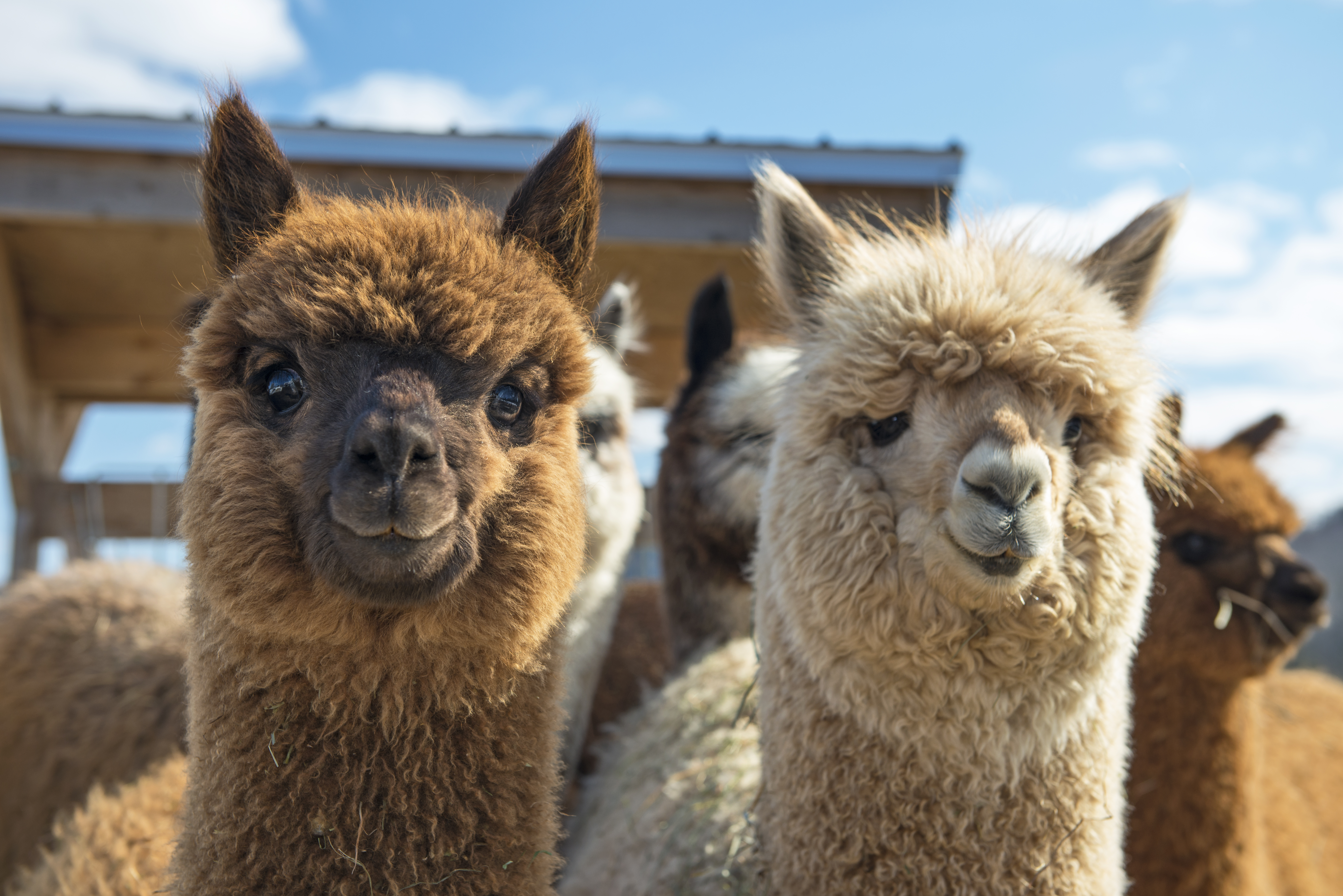  Alpacas, animal tipico en Perú