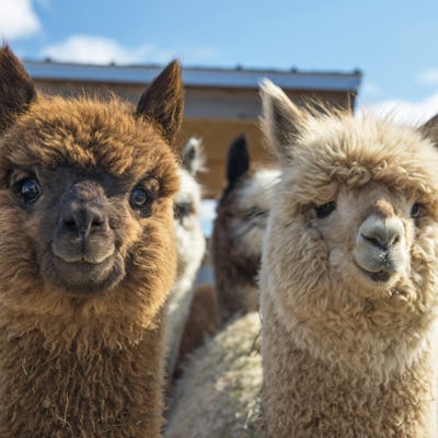 Alpacas, animal tipico en Perú